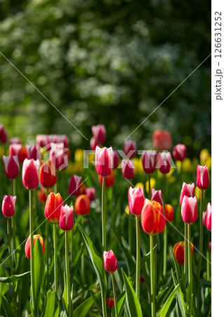 An idyllic garden scene showcasing bright red tulips illuminated by warm sunlight in St.Petersburg, Russia, conveying vibrancy, freshness, and natural beauty in a serene outdoor setting 126631252
