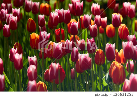 An idyllic garden scene showcasing bright red tulips illuminated by warm sunlight in St.Petersburg, Russia, conveying vibrancy, freshness, and natural beauty in a serene outdoor setting 126631253