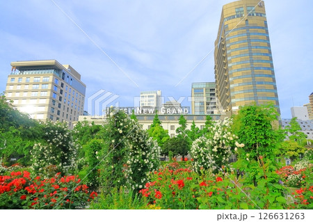 横浜山下公園 未来のバラ園 横浜山下公園 未来のバラ園 126631263