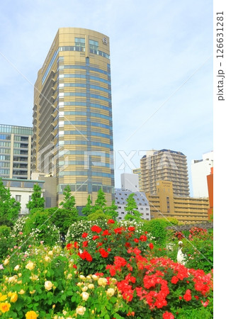 横浜山下公園 未来のバラ園 横浜山下公園 未来のバラ園 126631281