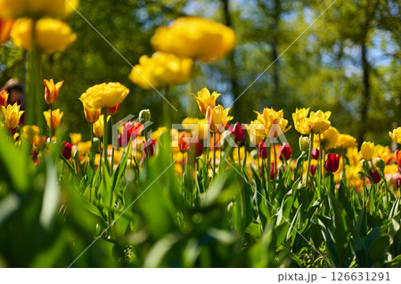 An idyllic garden scene showcasing bright yellow tulips illuminated by warm sunlight in St.Petersburg, Russia, conveying vibrancy, freshness, and natural beauty in a serene outdoor setting An idyllic garden scene showcasing bright yellow tulips illuminated by warm sunlight in St.Petersburg, Russia, conveying vibrancy, freshness, and natural beauty in a serene outdoor setting 126631291