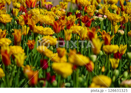 An idyllic garden scene showcasing bright yellow tulips illuminated by warm sunlight in St.Petersburg, Russia, conveying vibrancy, freshness, and natural beauty in a serene outdoor setting 126631325