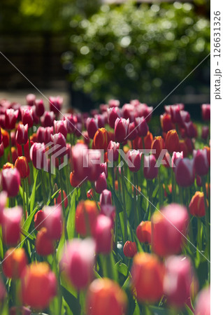An idyllic garden scene showcasing bright red tulips illuminated by warm sunlight in St.Petersburg, Russia, conveying vibrancy, freshness, and natural beauty in a serene outdoor setting 126631326
