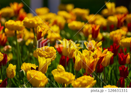 An idyllic garden scene showcasing bright yellow tulips illuminated by warm sunlight in St.Petersburg, Russia, conveying vibrancy, freshness, and natural beauty in a serene outdoor setting An idyllic garden scene showcasing bright yellow tulips illuminated by warm sunlight in St.Petersburg, Russia, conveying vibrancy, freshness, and natural beauty in a serene outdoor setting 126631331
