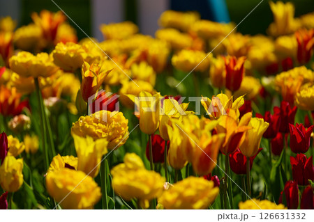 An idyllic garden scene showcasing bright yellow tulips illuminated by warm sunlight in St.Petersburg, Russia, conveying vibrancy, freshness, and natural beauty in a serene outdoor setting An idyllic garden scene showcasing bright yellow tulips illuminated by warm sunlight in St.Petersburg, Russia, conveying vibrancy, freshness, and natural beauty in a serene outdoor setting 126631332