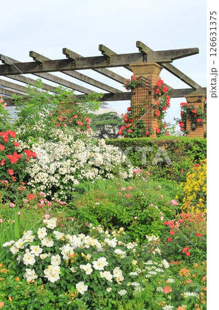 横浜山下公園 未来のバラ園 横浜山下公園 未来のバラ園 126631375