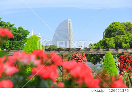 横浜山下公園 未来のバラ園 横浜山下公園 未来のバラ園 126631376