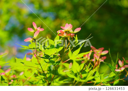 生命力あふれる新緑の森（カエデの種）3 126631453