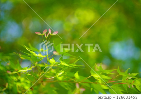 生命力あふれる新緑の森（カエデの種）8 126631455