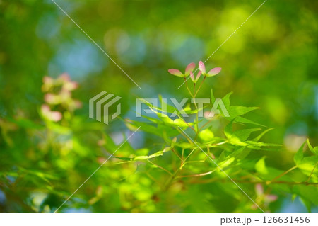 生命力あふれる新緑の森（カエデの種） 126631456