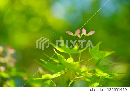 生命力あふれる新緑の森（カエデの種）5 126631459