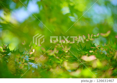 生命力あふれる新緑の森（カエデの種）17 126631467