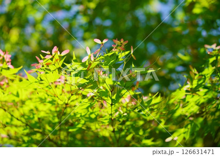 生命力あふれる新緑の森(カエデの種)2 生命力あふれる新緑の森(カエデの種)2 126631471