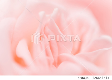バラ・花びら 背景素材 126631613