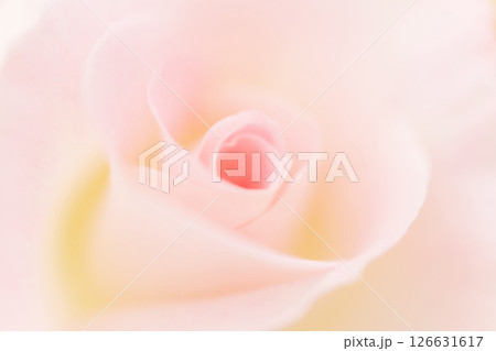 バラ・花びら 背景素材 バラ・花びら 背景素材 126631617