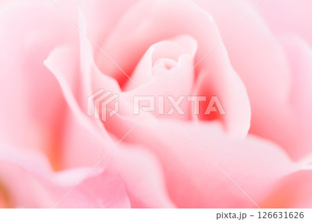 バラ・花びら 背景素材 126631626