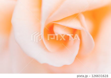 バラ・花びら 背景素材 バラ・花びら 背景素材 126631628