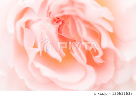 バラ・花びら 背景素材 126631638
