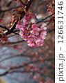 桜 126631746