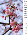 桜 126631747