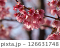 桜 126631748