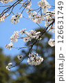 桜 126631749