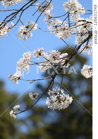 桜 126631749