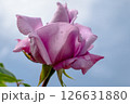 A Beautiful Pink Rose is Blooming Gracefully Against the Clear Blue Sky Above It 126631880