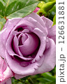 A Beautiful Lavender Rose adorned with Raindrops delicately resting on its vibrant Petals 126631881