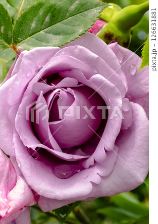 A Beautiful Lavender Rose adorned with Raindrops delicately resting on its vibrant Petals A Beautiful Lavender Rose adorned with Raindrops delicately resting on its vibrant Petals 126631881