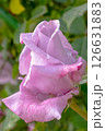 A Beautiful Lavender Rose Blossom at Its Peak of Full Bloom, Radiating Elegance and Charm 126631883