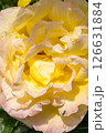 A Beautiful Yellow Rose with Delicate and Soft Petals adorned with Glimmering Dew Drops 126631884