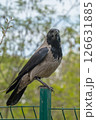 This is a detailed closeup view of a bird that is perched gracefully on a wooden fence post 126631885