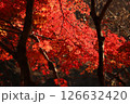 紅葉 126632420