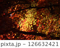 紅葉 126632421