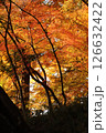紅葉 126632422