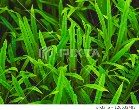 Beautiful scene of tropical trees and plants in the rainforest of Thailand. Nature background of a rainforest Beautiful scene of tropical trees and plants in the rainforest of Thailand. Nature background of a rainforest 126632485