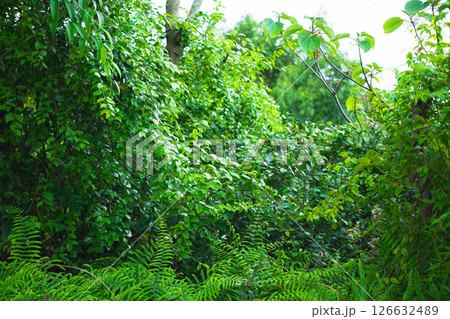 Beautiful scene of tropical trees and plants in the rainforest of Thailand. Nature background of a rainforest 126632489