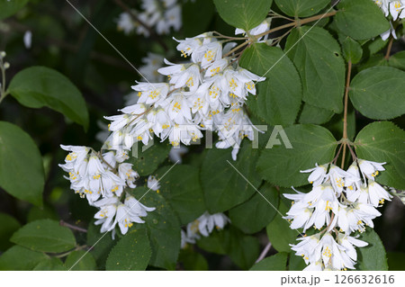 ウツギ 126632616