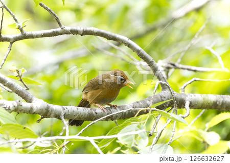 ガビチョウ 126632627