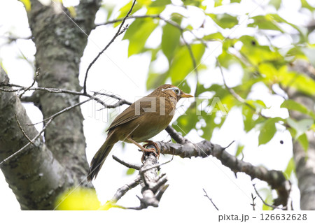 ガビチョウ 126632628