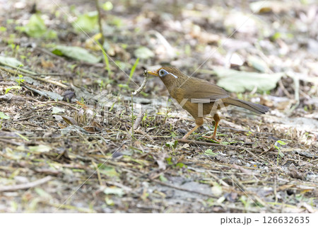 ガビチョウ 126632635