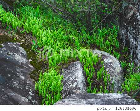 Beautiful scene of tropical trees and plants in the rainforest of Thailand. Nature background of a rainforest Beautiful scene of tropical trees and plants in the rainforest of Thailand. Nature background of a rainforest 126632636