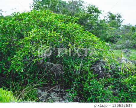 Beautiful scene of tropical trees and plants in the rainforest of Thailand. Nature background of a rainforest 126632637