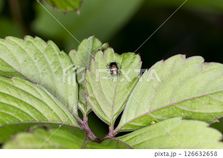 ドウガネサルハムシ ドウガネサルハムシ 126632658
