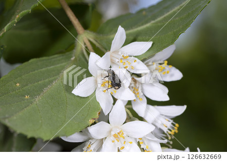 ヒラタハナムグリ 126632669