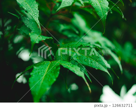 Green leaves with water drops on tropical rainforest background. Splashing water drops on green leaves. Wet green leaves on dark forest background. 126632711