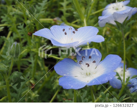 仲良く寄り添う花壇のネモフィラ 126632827
