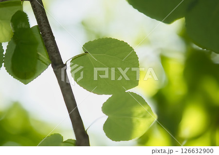光を浴びて輝く若葉 光を浴びて輝く若葉 126632900