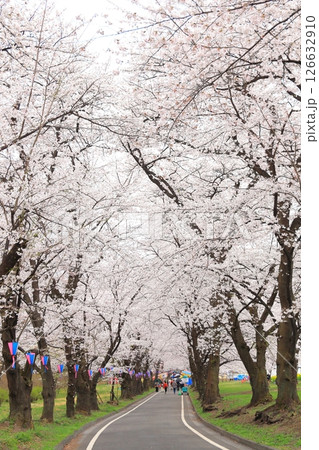 赤城南面千本桜 赤城南面千本桜 126632910